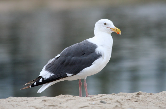 Western Gull